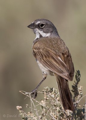 Sagebrush Sparrow