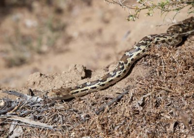 Pacific (?) Gopher Snake