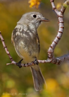 Empidonax sp.