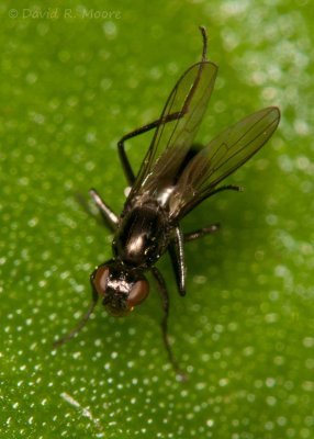 Signal Fly