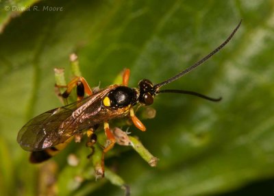 Sawfly