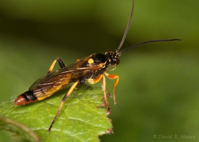 Sawfly