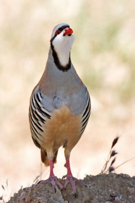 Chukar