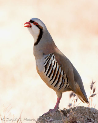 Chukar