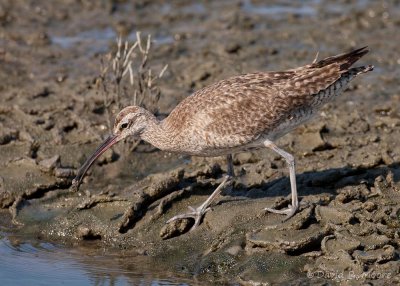 Whimbrel