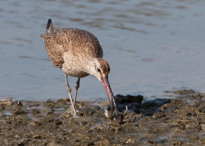 Whimbrel