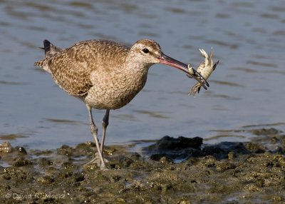 Whimbrel