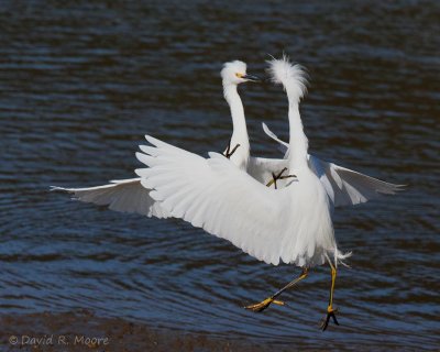 Snowy Egrets