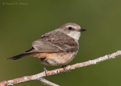 Vermilion Flycatcher, female