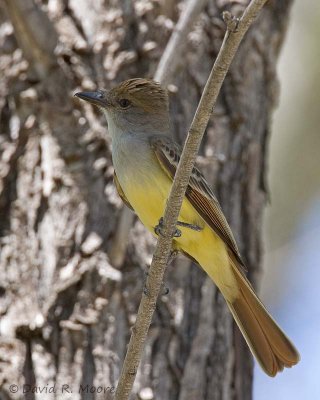 Brown-crested Flycatcher