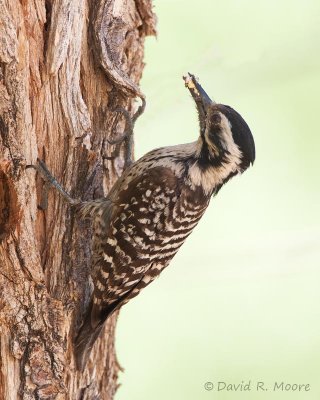 Ladder-backed Woodpecker, female