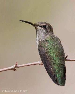 Anna's (?) Hummingbird