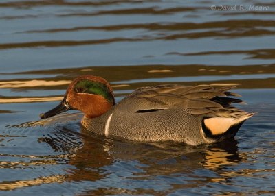 Green-winged Teal, male