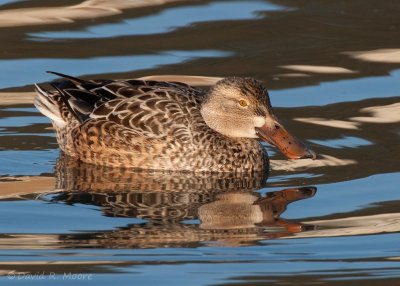 Northern Shoveler, female