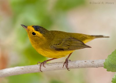 Wilson's Warbler