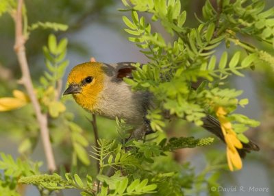 Verdin