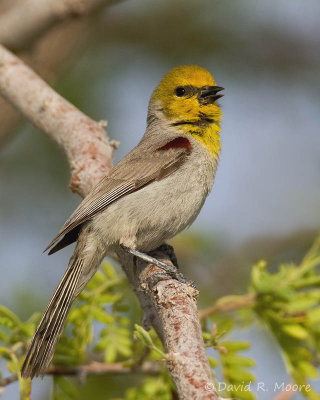 Verdin