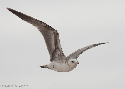 Ring-billed (?) Gull