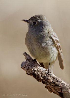 Empidonax sp.