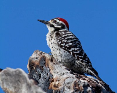 Ladder-backed Woodpecker