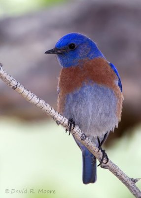 Western Bluebird