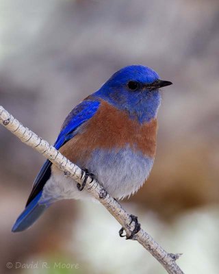Western Bluebird