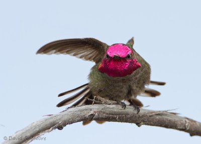 Anna's Hummingbird