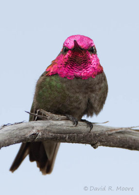 Anna's Hummingbird