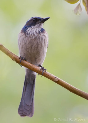 Western Scrub-Jay
