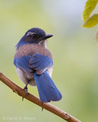 Western Scrub-Jay