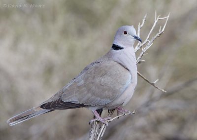 Eurasian Collared-Dove