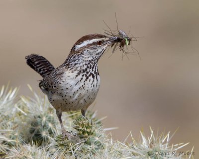 Cactus Wren