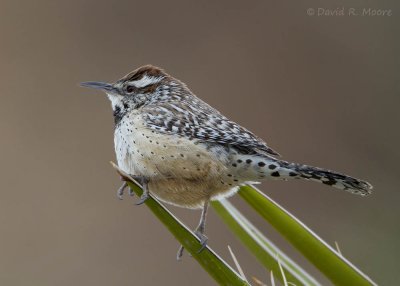 Cactus Wren