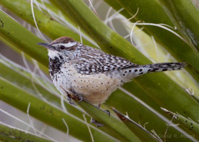 Cactus Wren