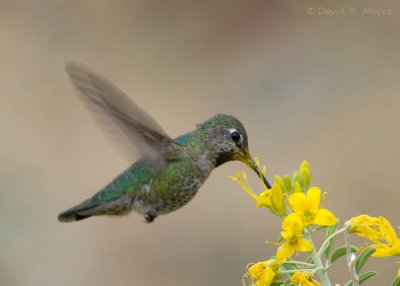 Anna's Hummingbird