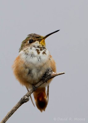 Rufous (?) Hummingbird