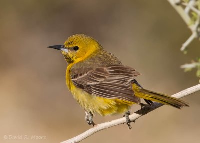 Hooded Oriole