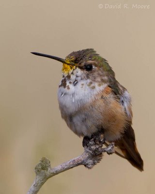 Rufous (?) Hummingbird