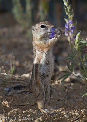 White-tailed Ground Squirrel