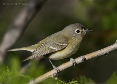 Cassin's Vireo