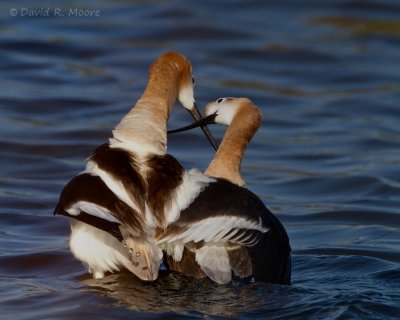 American Avocets