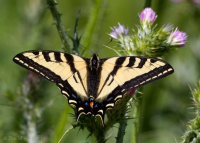 Western Tiger Swallowtail