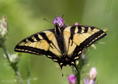 Western Tiger Swallowtail