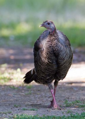 Wild Turkey