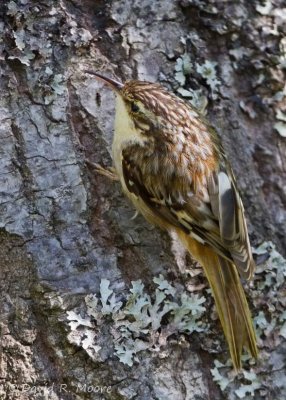 Brown Creeper