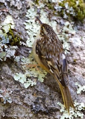 Brown Creeper