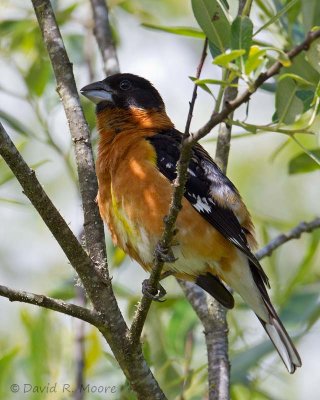 Black-headed Grosbeak