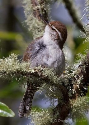 Bewick's Wren