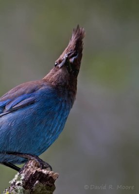 Steller's Jay