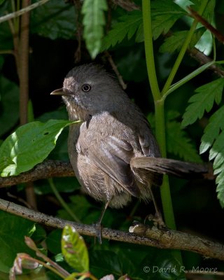 Wrentit